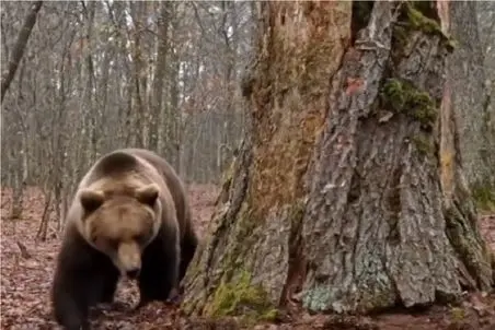 معماری خلاقانه؛ آقاهه با دو متر قد و هیکل توی درختو خالی کرد توش زندگی کنه خرس نخورتش