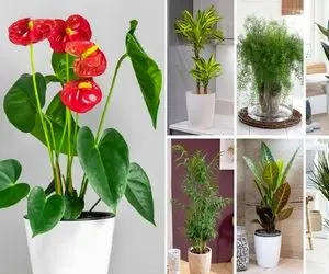 ارزانترین گیاهان آپارتمانی مقاوم / دارنده اینا هوش اقتصادیش بالاست مدیریت بحرانم بلده