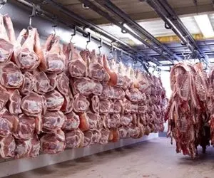 فرآوری گاوهای تنی؛ سلاخی مدرن گاوهای بسیار بزرگ تناژ بالا با ساطور موتور دار