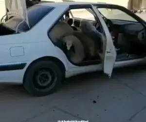 (ویدیو) حمل 16 گوسفند با یک پژو پارس