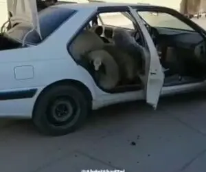 (ویدیو) حمل 16 گوسفند با یک پژو پارس