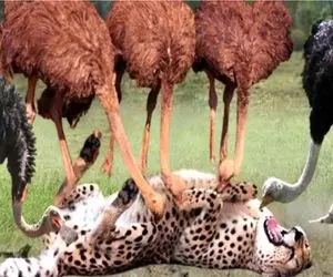 حیات وحش مصنوعی/فرار آکروباتیک پلنگ از دست گله شترمرغا