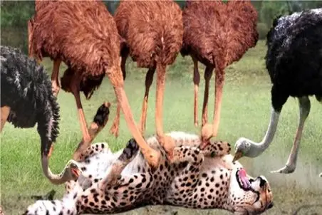 حیات وحش مصنوعی/فرار آکروباتیک پلنگ از دست گله شترمرغا