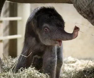 مستند حیات وحش؛ فیل؛ پرستوهای مهاجر