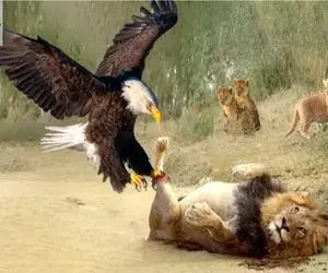 جذابیت حیات وحش / عقاب دد با شیر شریر می‌جنگد حکم فناست