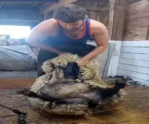 دامداری نوین؛ جوری یه دست پشم و پیل گوسفند رو زد کلا چسبیده بهم میشه جای فرش انداختش