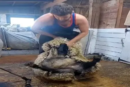 دامداری نوین؛ جوری یه دست پشم و پیل گوسفند رو زد کلا چسبیده بهم میشه جای فرش انداختش