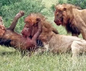 از جذابیت های حیات وحش؛ 2 تا شیر قصی القلب افتادن به جون شیر زخمی و پارش کردن