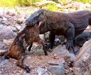 از جذابیت های حیات وحش؛ کومودو سفاک سر خوک که تو لجن بود کند 10بار نشخوار کرد