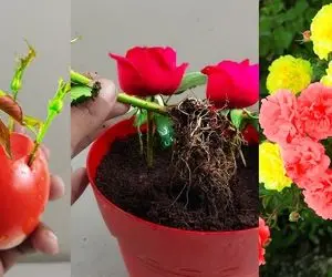 ایده های خلاقانه؛ گل رز رو با استفاده از گوجه و پیاز قلمه بزن بعد 20 روز محشر میشه