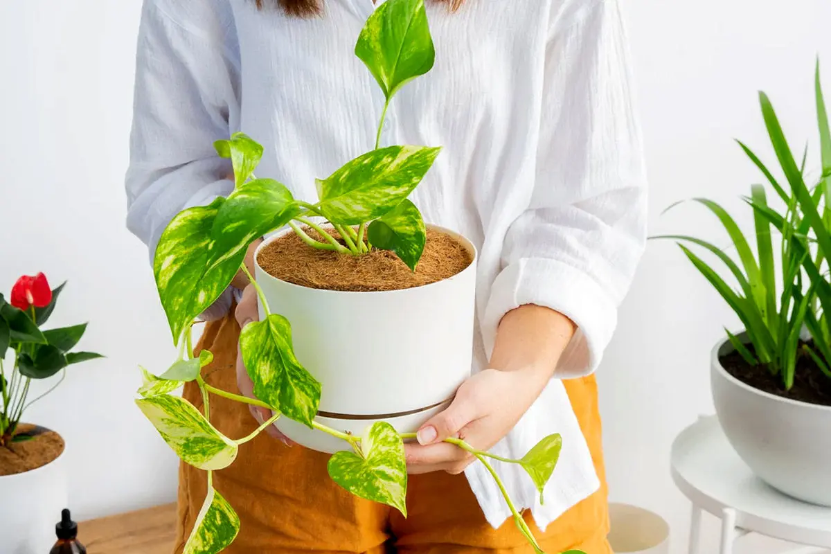 ارزان ترین گیاهان آپارتمانی
