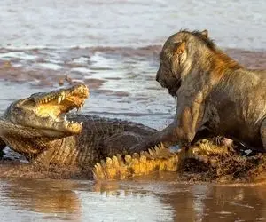 مستند حیات وحش؛ کروکودیل نشان می‌ دهد که شیر در رودخانه سلطان نیست