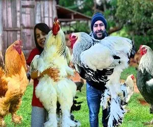 کارخانه حیوانات؛ برای تولید خروس کپلی ژنشو با فنچ ترکیب زد میلیاردی بفروشه