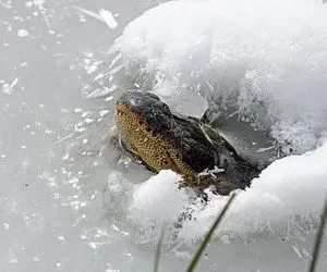 راز بقا؛ کروکودیل منجمد دیده بودی تا حالا؟ عمداً خودشو فریز کرده!