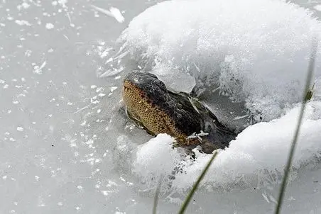 راز بقا؛ کروکودیل منجمد دیده بودی تا حالا؟ عمداً خودشو فریز کرده!