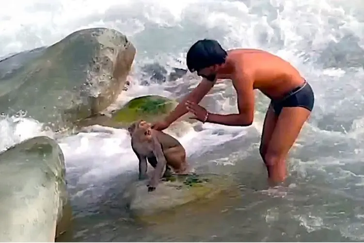 معماری طبیعت؛ برای نجات میمون گیر افتاده وسط رودخانه خروشان جماعتی لخت شدن