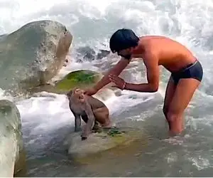 معماری طبیعت؛ برای نجات میمون گیر افتاده وسط رودخانه خروشان جماعتی لخت شدن