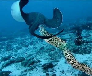 وحشیان اقیانوس؛ مارماهی سفاک با دندوناش بال سفره ماهی کند خودشم بلعید