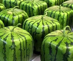 کشاورزی نوین؛ چجوری هندوانه مربعی پرورش بدیم؟ روش جدید کاشت هندونه در ژاپن