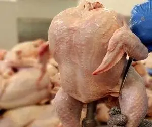 
قیمت مرغ ریزش کرد +جزئیات قیمت
