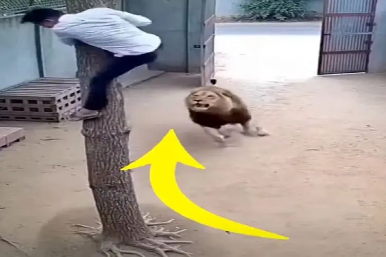 معماری طبیعت؛ راسته میگن ترس نیروی محرکه اس یارو بعد دیدن شیر فرز شد عین جت فرار کرد