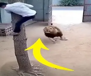 معماری طبیعت؛ راسته میگن ترس نیروی محرکه اس یارو بعد دیدن شیر فرز شد عین جت فرار کرد