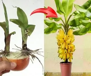 کشاورزی نوین؛ موز رو فرو کردن تو پیاز قرمز کاشتن رشد درختش 100 برابر شد