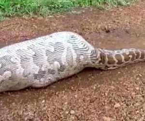 از جذابیت های حیات وحش؛ پیتون غول گاو رو کامل بلعید و دیگه نمیتونه تکون بخوره