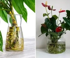 گیاه هایی که در آب رشد میکنند / فک نکنی یه وقت لوس هستن و کوچولو رعنا و رشیدن حسااابی