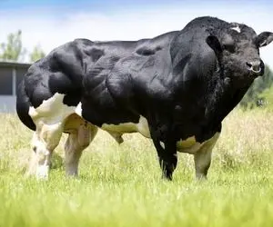 گاوهای باورنکردنی؛ با تکنولوژی گاو نازنازی 1230 تنی پرورش دادن قربونی شد واسه نذری