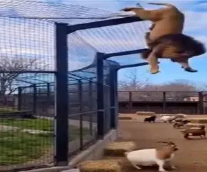 شاهکار حیات وحش؛ شیر برای شکار جیمی جامپ میزنه وسط بزا