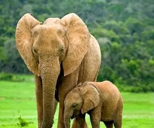 احساس حیات وحش/مادر بچه فیل از مردی که به بچش آب داده تشکر میکنه/فهیم تر از انسان شده