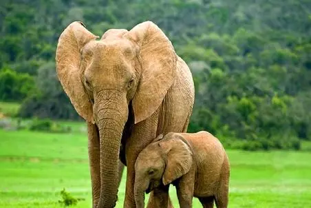 احساس حیات وحش/مادر بچه فیل از مردی که به بچش آب داده تشکر میکنه/فهیم تر از انسان شده