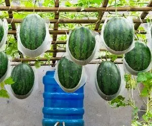 کشاورزی نوین؛ واسه کاشت هندوانه داربست زده همه رو بقچه پیچ آویزون کرده