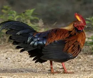 کارخانه حیوانات؛ با تزریقات خروس زینتی رنگین تولید کردن نمایشی میلیاردی درآمد داره