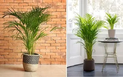 شرایط نگهداری از نخل اریکا / نکات مهم برای رشد و شادابی این گیاه جذاب و پرطرفدار