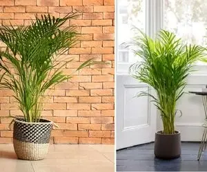 شرایط نگهداری از نخل اریکا / نکات مهم برای رشد و شادابی این گیاه جذاب و پرطرفدار