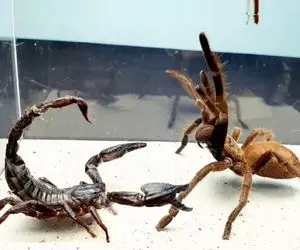 راز بقا؛ رتیل و عقرب رو انداختن تو رینگ واسه مبارزه،از فینال جام جهانی هیجان‌انگیزتره