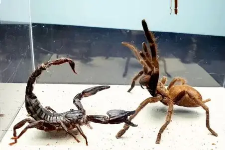 راز بقا؛ رتیل و عقرب رو انداختن تو رینگ واسه مبارزه،از فینال جام جهانی هیجان‌انگیزتره