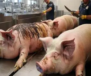 فرآوری خوک؛ سوددهی بالا اما غیر اخلاقی و ناروا در مزارع پرورش خوک اروپا