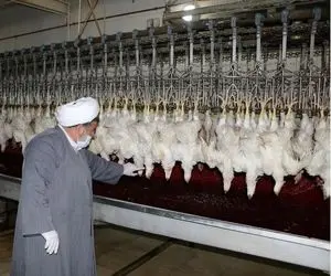 حقوق ناظران شرعی واردات مرغ؛ 75 میلیون ناقابل!