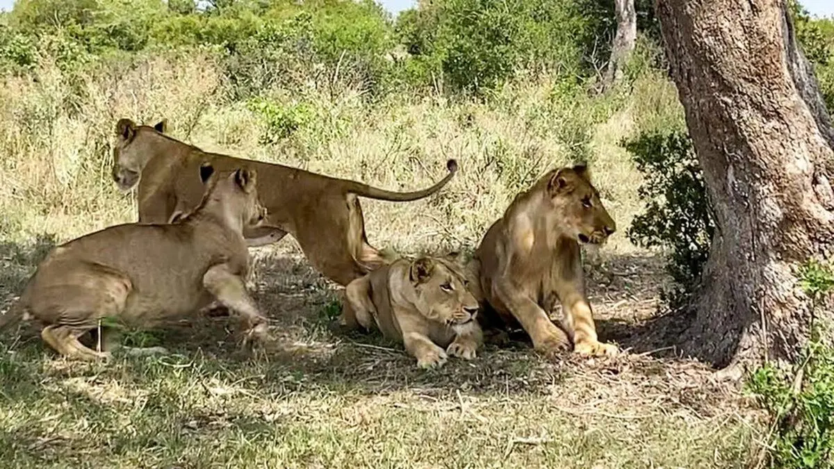 Clever-Lioness-Outsmarts-A-Buffalo-9-1024x576-ezgif.com-webp-to-jpg-converter