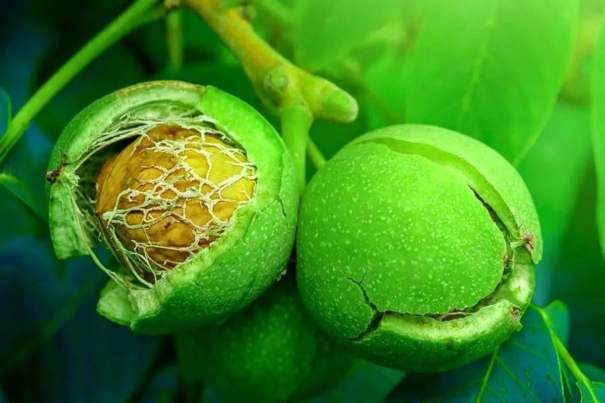 images_1668511682