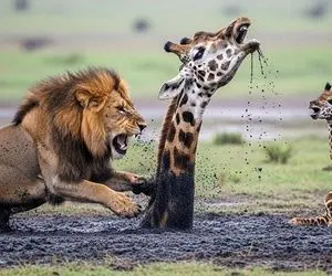 مستند حیات وحش؛ زرافه فرو نشسته در گل و شکارچیان منتظر