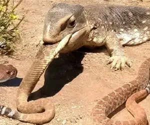 مستند حیات وحش؛ کومودو و پیتون پیچیدن دور هم