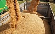 خرید ١١٠٠ تن گندم از کشاورزان البرزی تضمین شد 