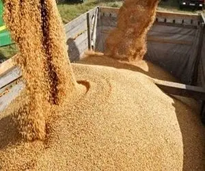 خرید ١١٠٠ تن گندم از کشاورزان البرزی تضمین شد 