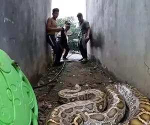 از جذابیت های حیات وحش؛ پیتون غول کلفت آقاهه و رفقای کله خرش بدجور محاصره کرد