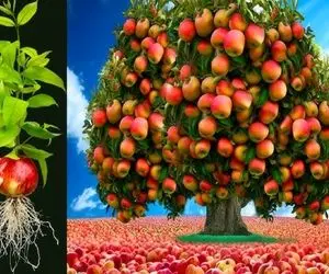 کشاورزی نوین؛ سیب کاشتن ژنش تصاعدیه انقد بار داده موقع چیدن تکوندنش زیر میوه ها موندن