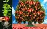 کشاورزی نوین؛ سیب کاشتن ژنش تصاعدیه انقد بار داده موقع چیدن تکوندنش زیر میوه ها موندن
